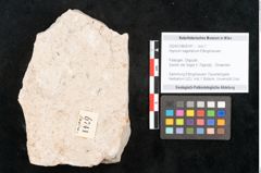 Foto (Objekt + Etikett) von Hypnum sagorianum Ettingshausen (NHMW-GEO-2024-0188-6741)
